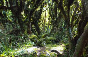 Goblin Forest, Taranaki